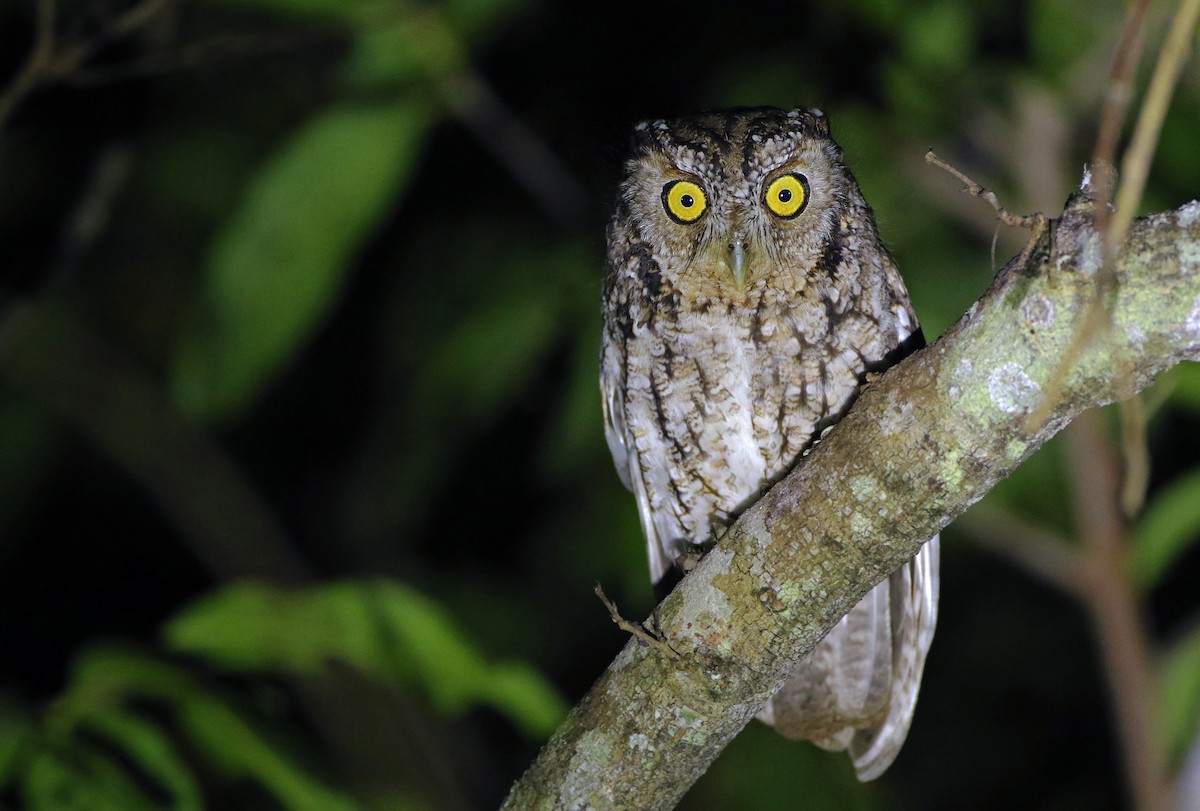 Whiskered Screech-Owl - Luke Seitz