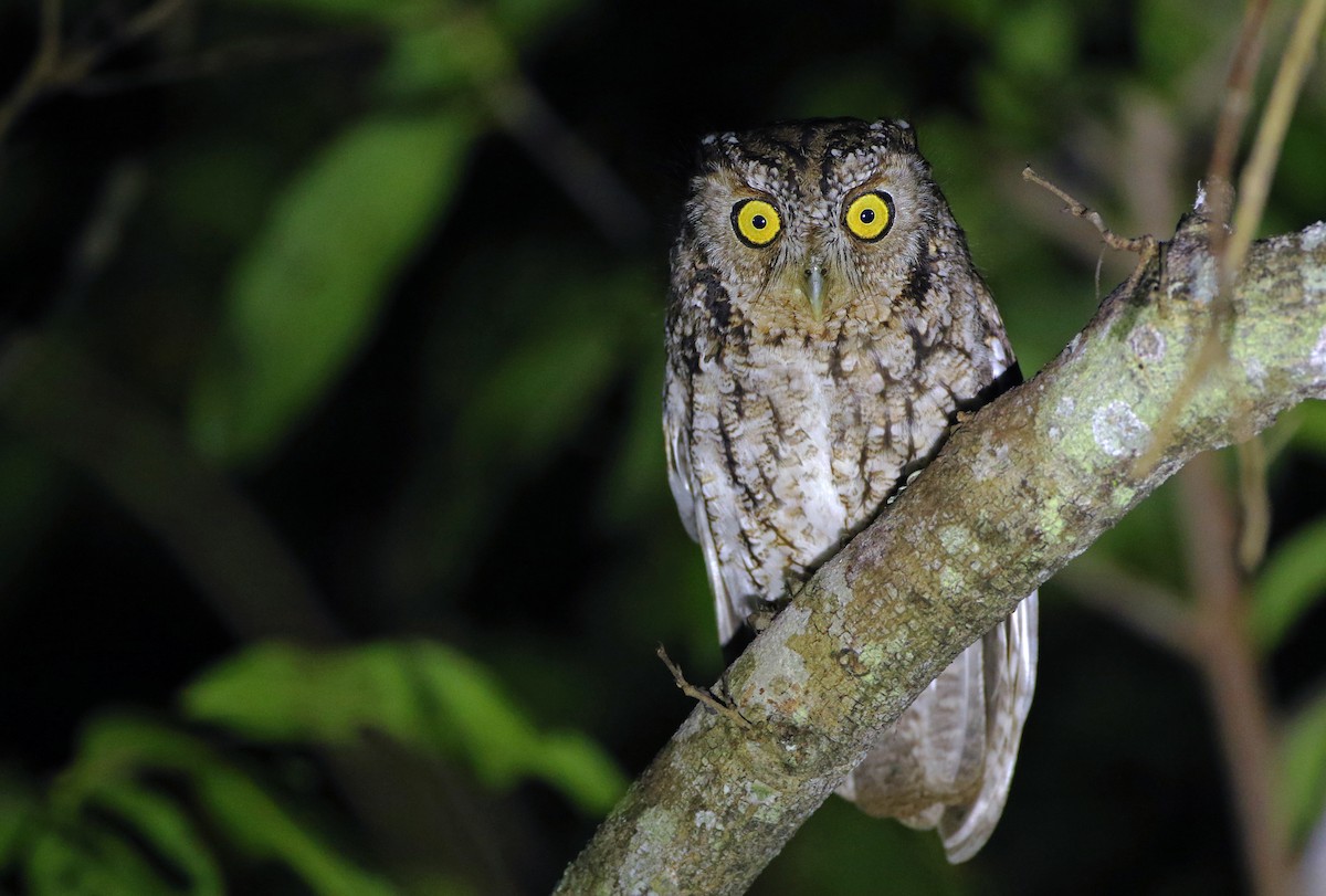 Whiskered Screech-Owl - ML147609871