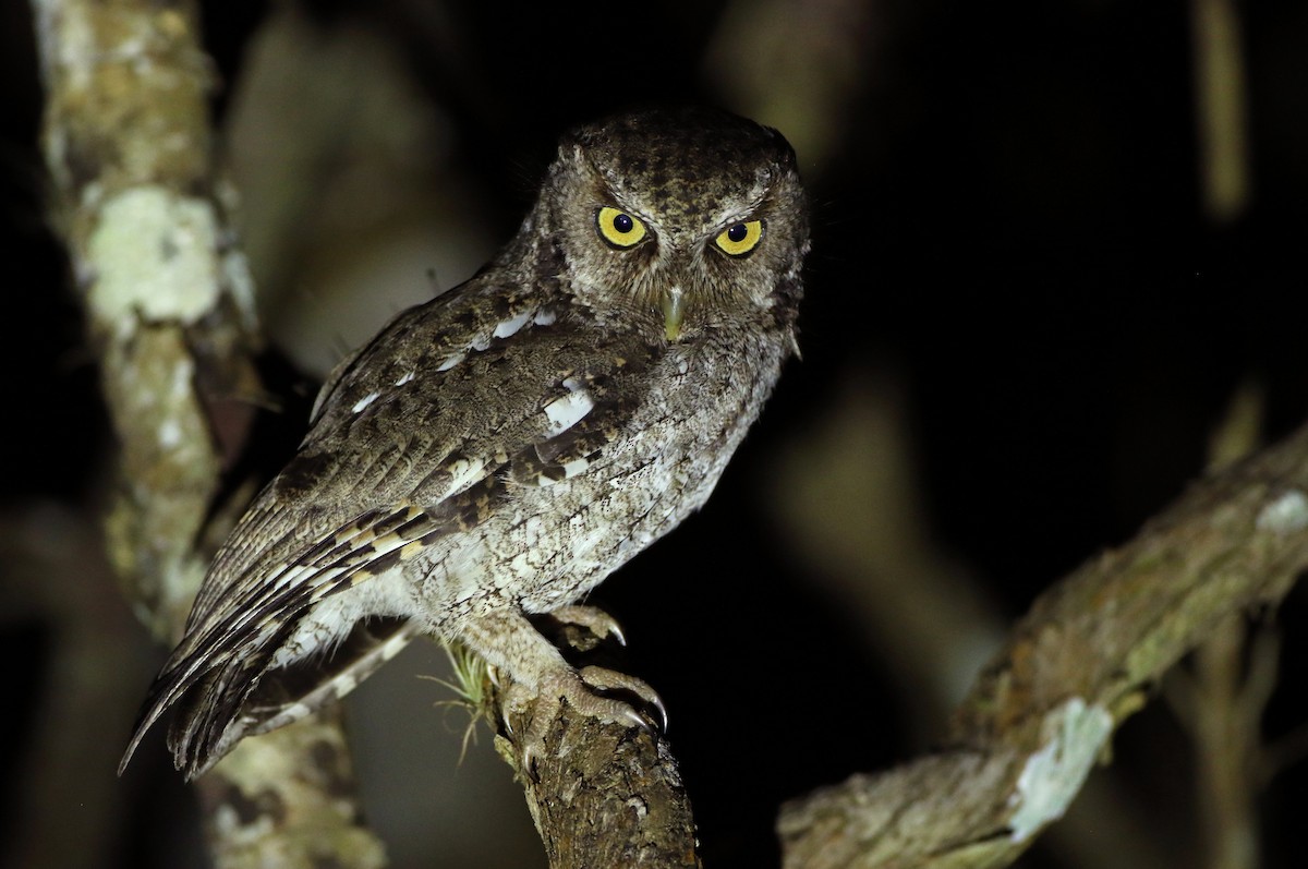 Middle American Screech-Owl (Middle American) - Luke Seitz