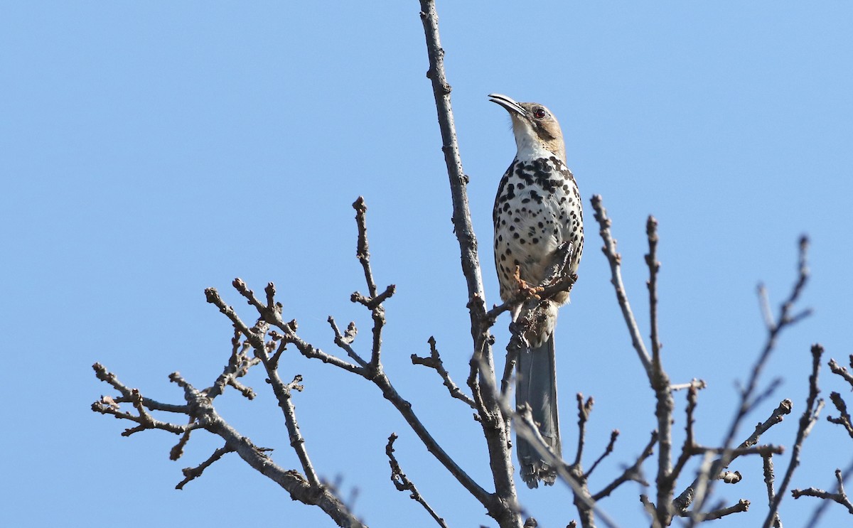 Ocellated Thrasher - ML147611561