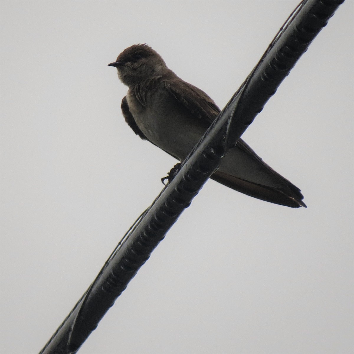 Northern Rough-winged Swallow - ML147611621
