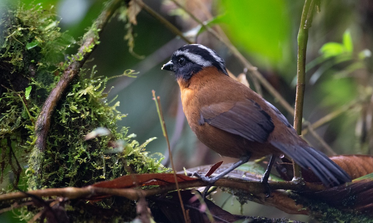 Tanager Finch - Chris Wood