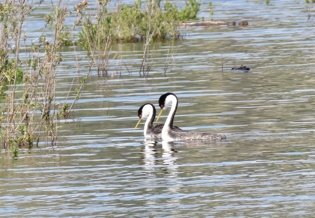 Western Grebe - Becky Turley