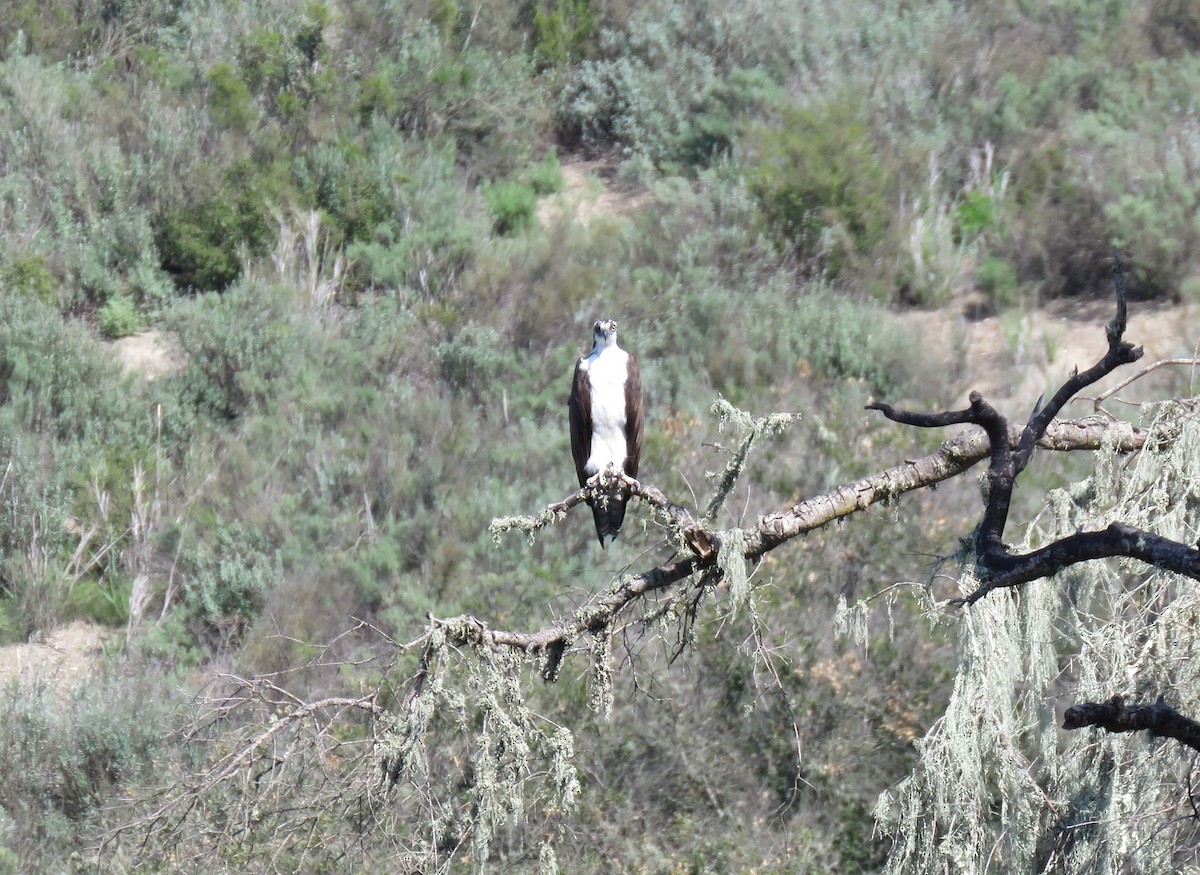 Osprey - Becky Turley