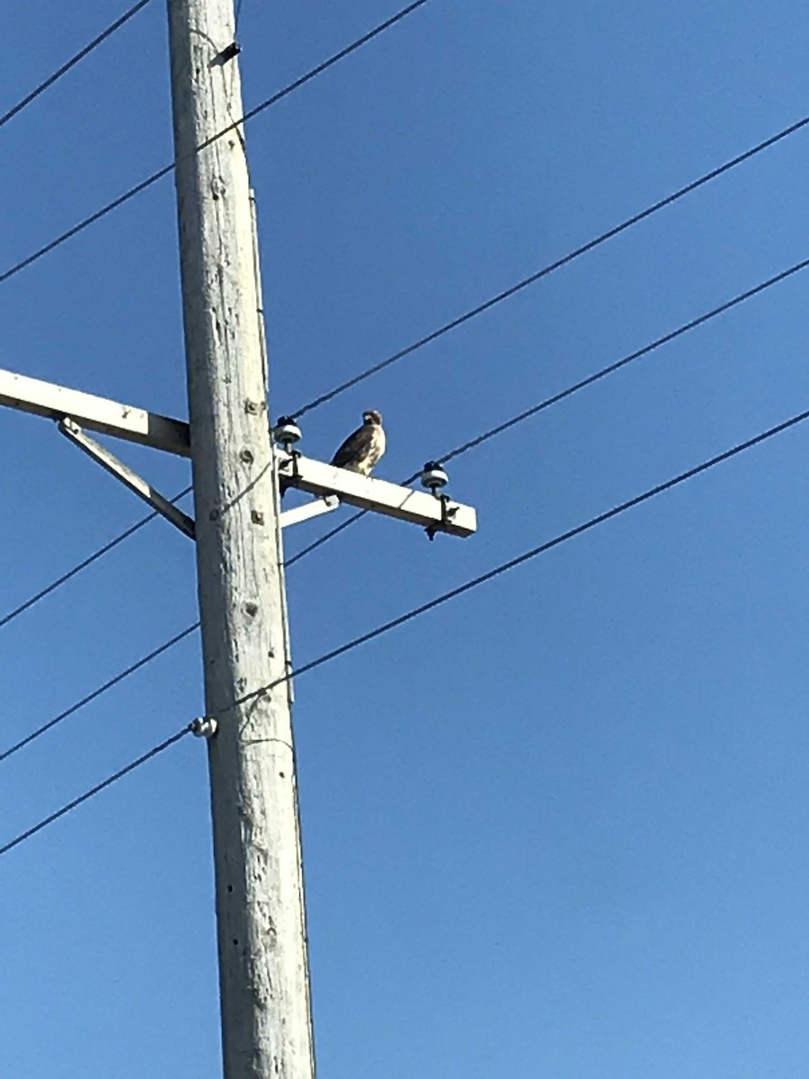 Red-tailed Hawk - ML147614141