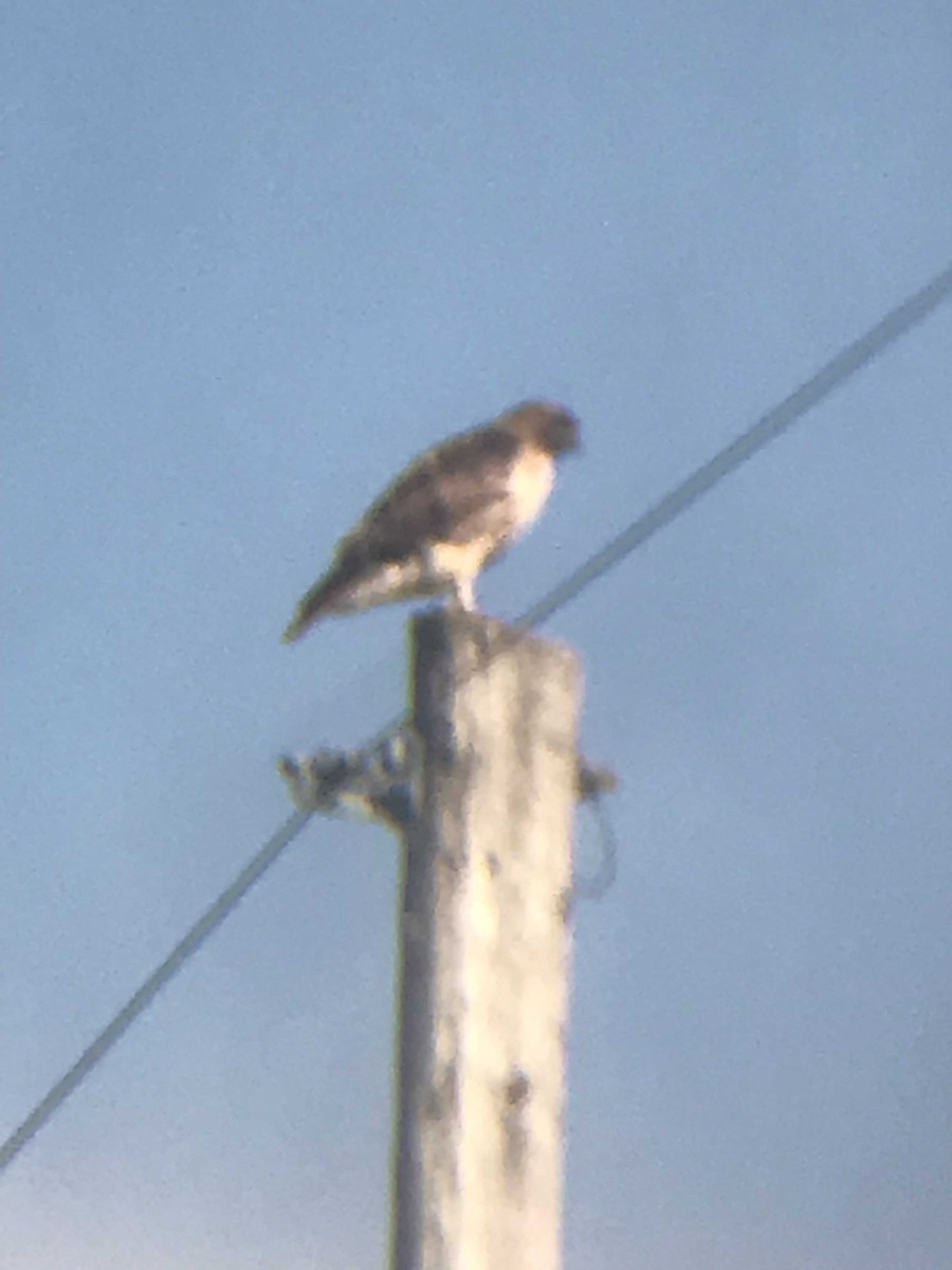 Red-tailed Hawk - ML147614151