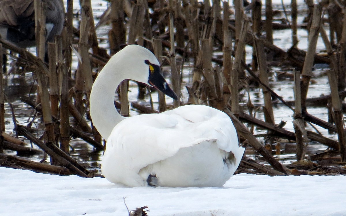 Cygne siffleur - ML147614351