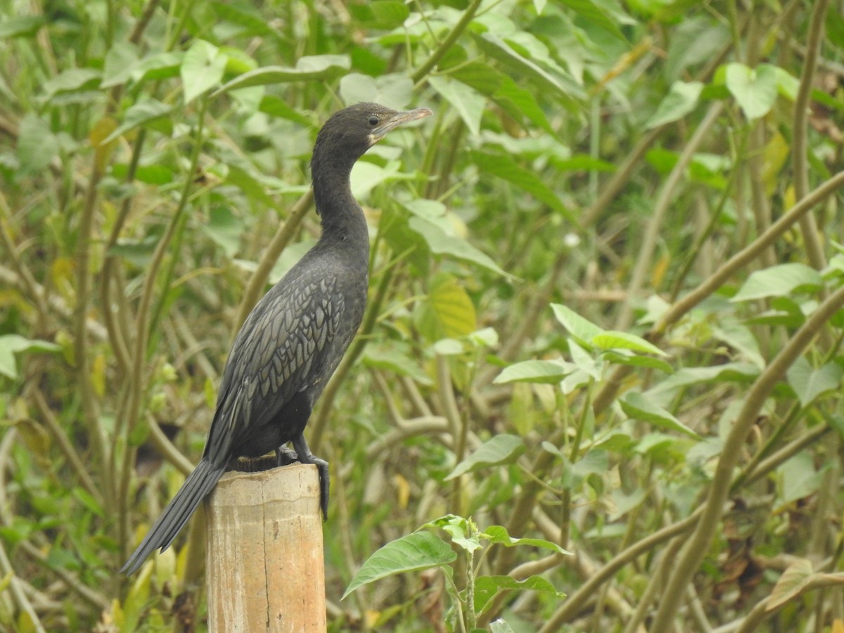 Little Cormorant - Anonymous