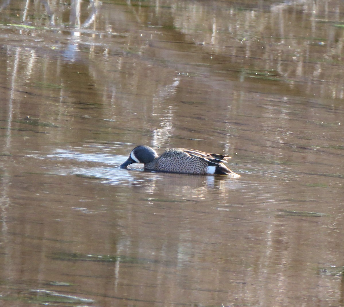 Blue-winged Teal - Patrice Domeischel