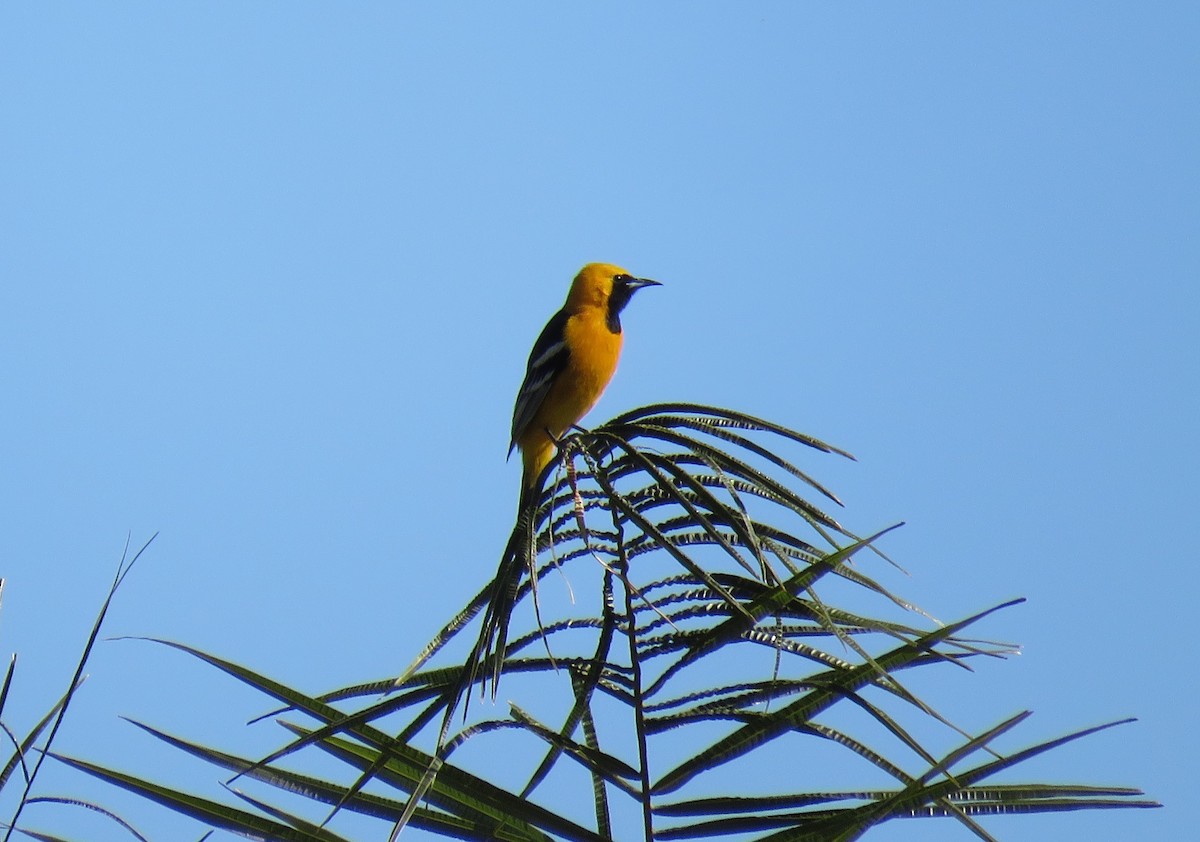 Hooded Oriole - ML147616401