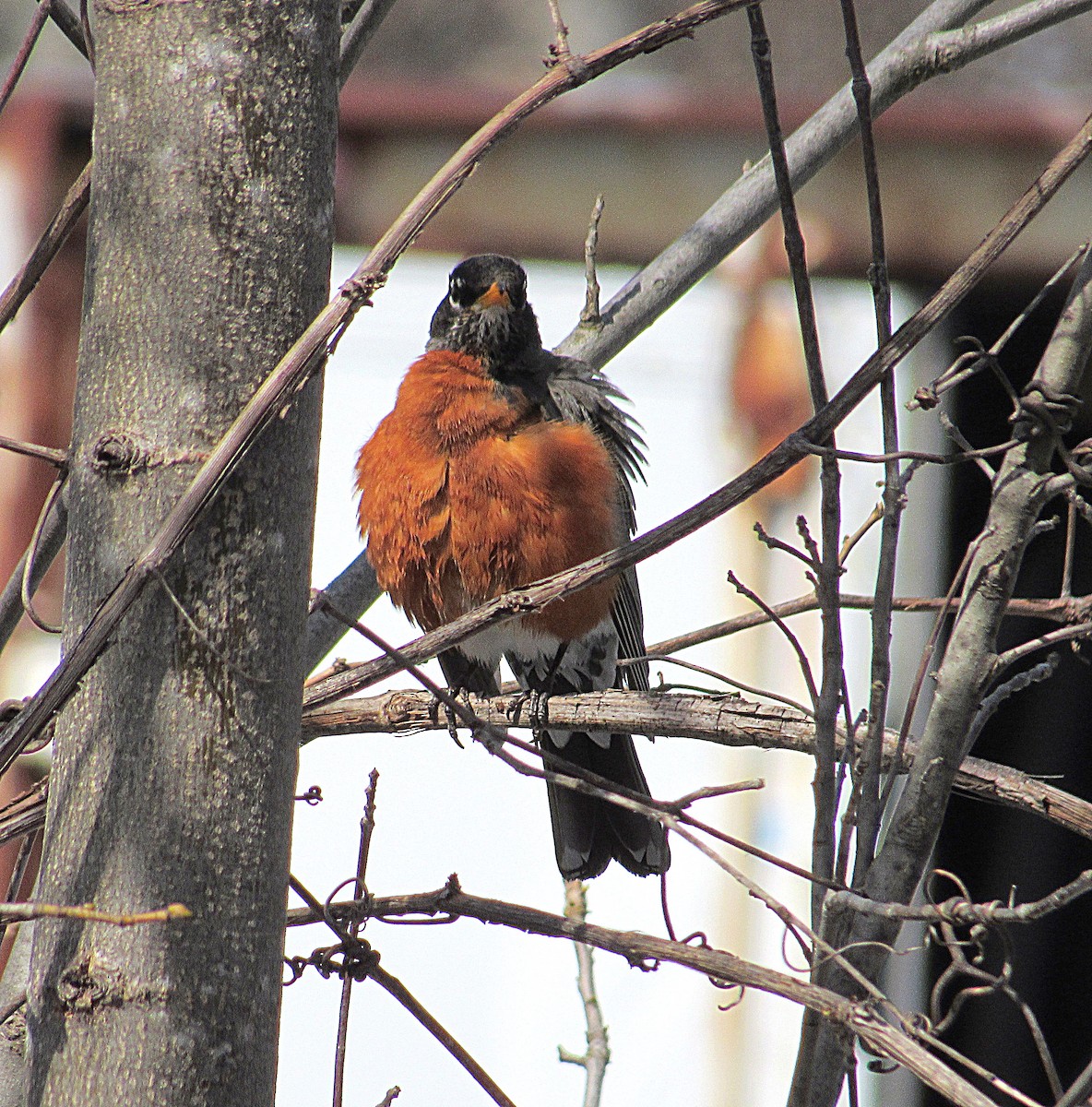 American Robin - Marianne Friers