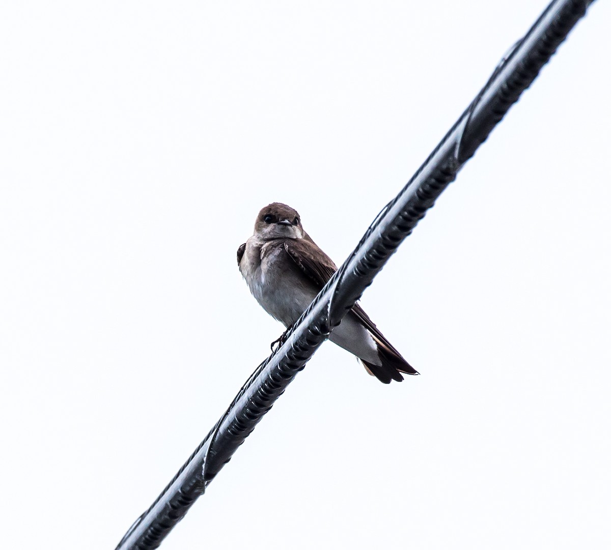 Northern Rough-winged Swallow - ML147616531