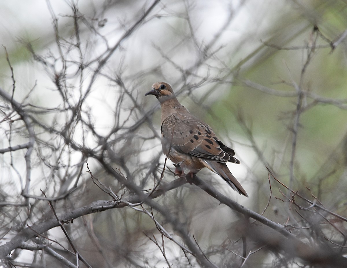 Mourning Dove - ML147618451