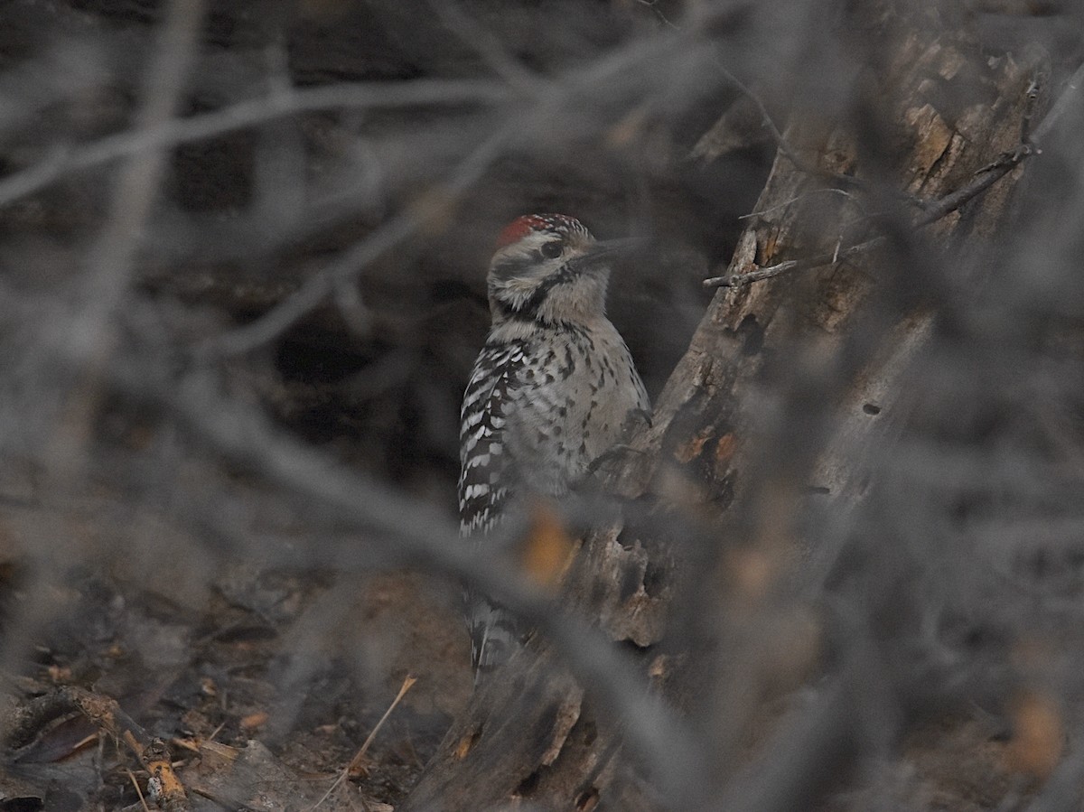 Ladder-backed Woodpecker - ML147618661