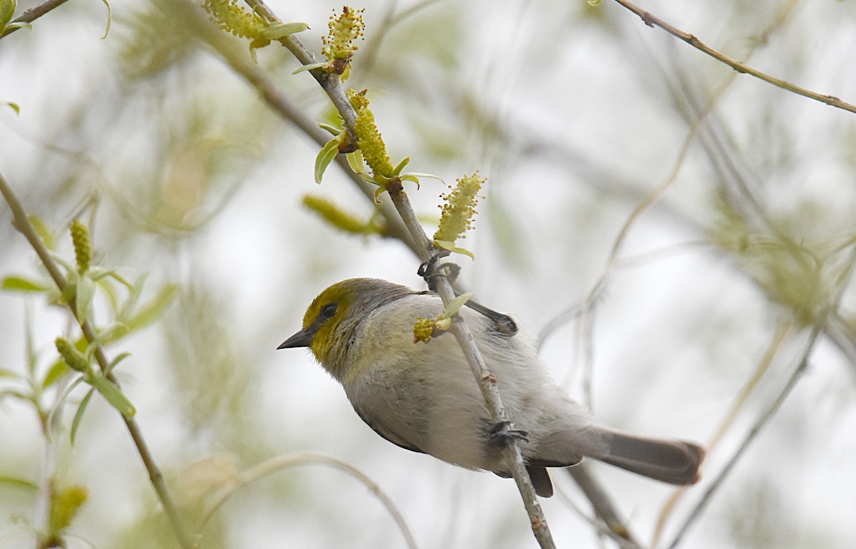 Pájaro Moscón Baloncito - ML147619001