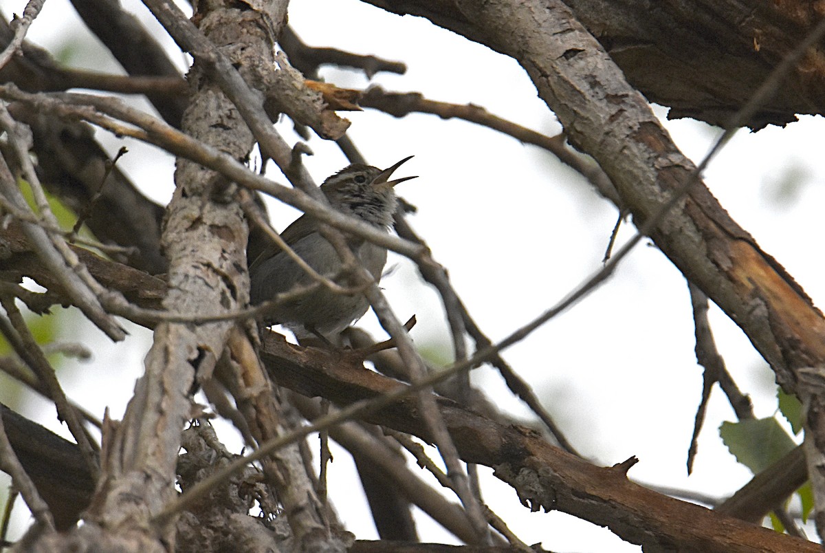 Bewick's Wren - ML147619031