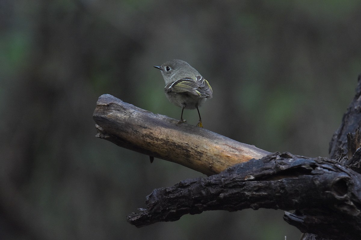 Ruby-crowned Kinglet - Glenn Wyatt