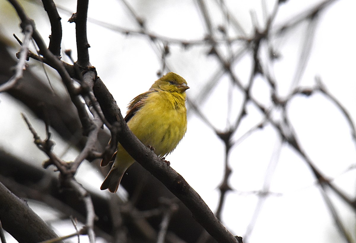 Lesser Goldfinch - ML147619201