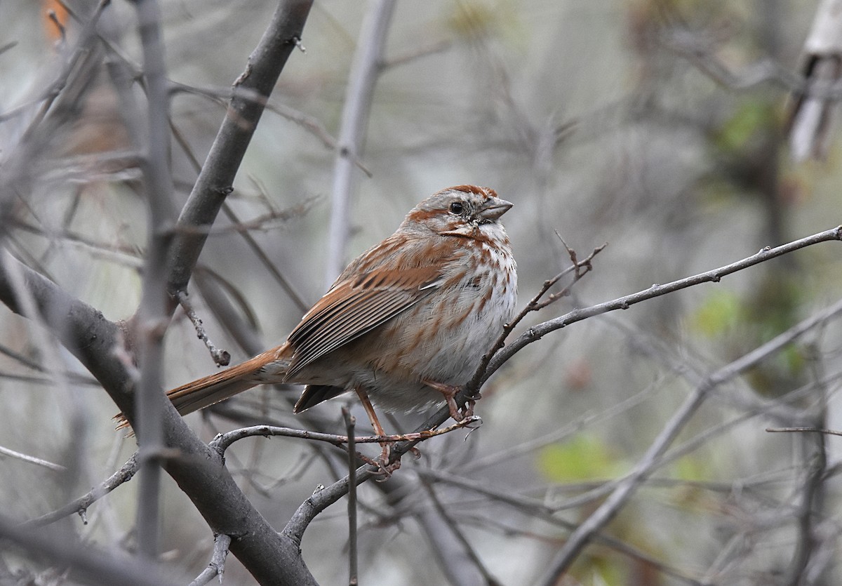 Song Sparrow - ML147619431