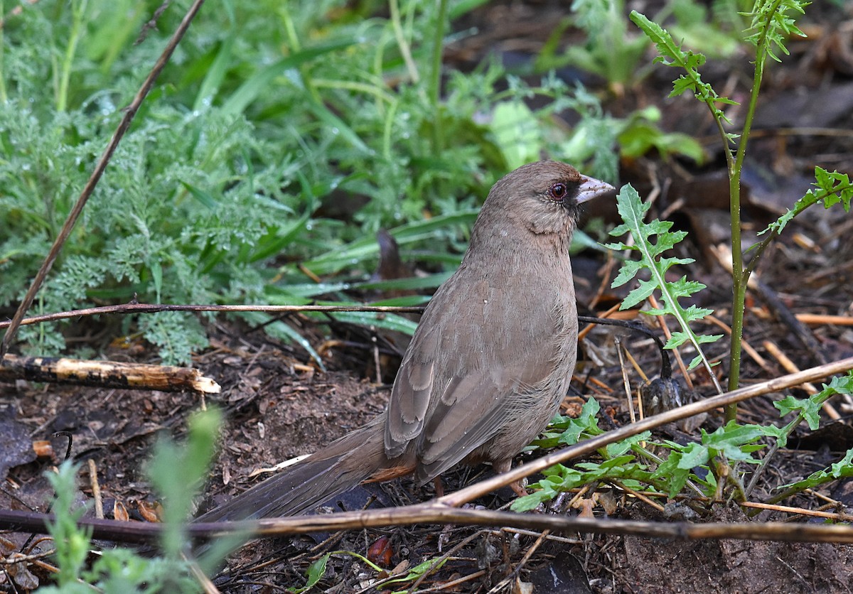 Abert's Towhee - ML147619801