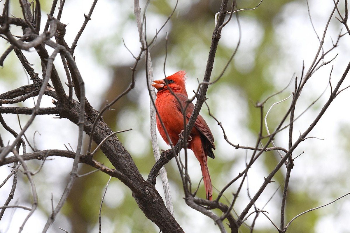 Cardinal rouge - ML147619971