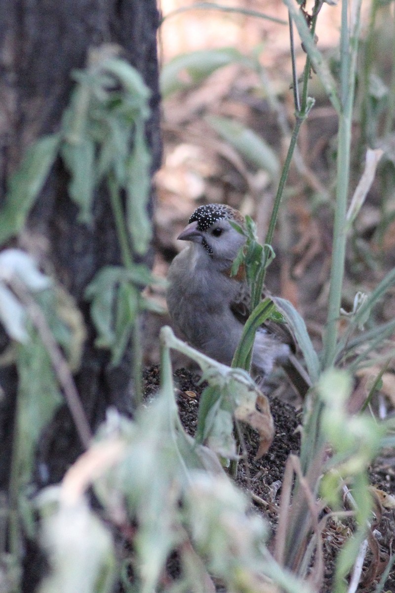 Speckle-fronted Weaver - ML147620081