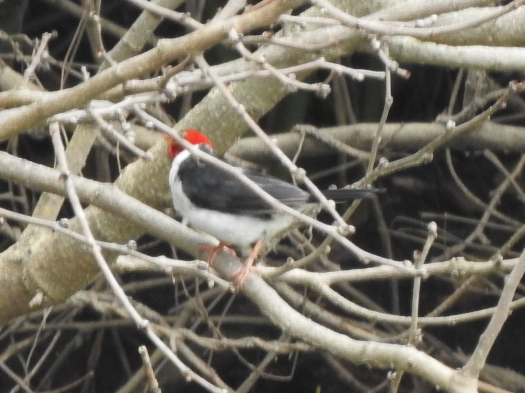 Yellow-billed Cardinal - ML147621711