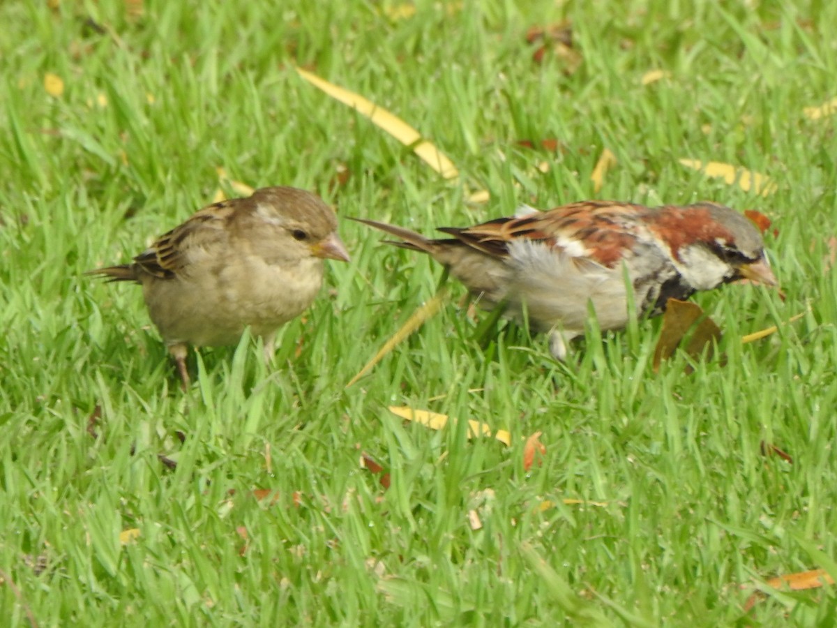 House Sparrow - Guillermo Costa