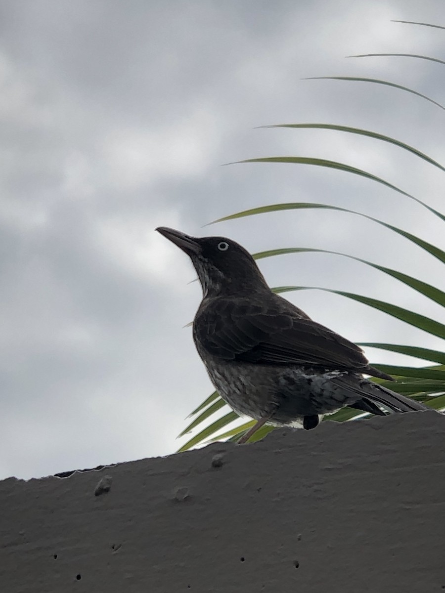 Pearly-eyed Thrasher - ML147622441