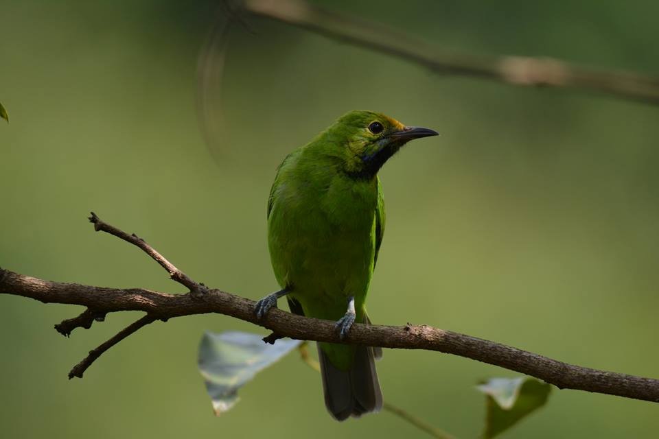 Golden-fronted Leafbird - ML147622741