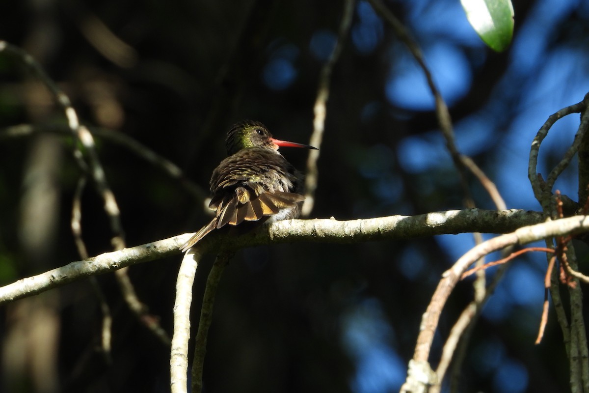 Gilded Hummingbird - Ricardo Battistino