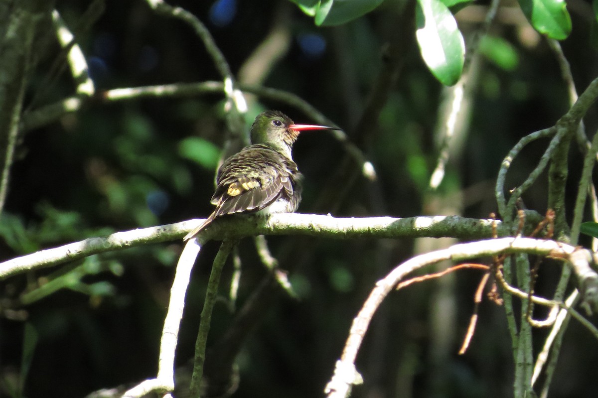 Gilded Hummingbird - ML147623341