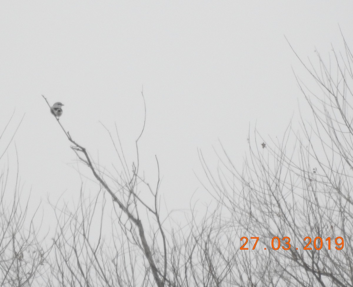 Northern Shrike - ML147623821