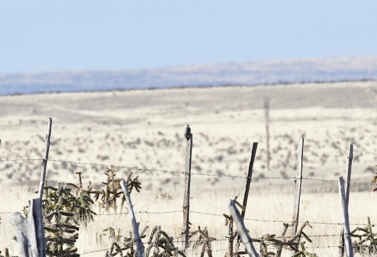 Ladder-backed Woodpecker - ML147625471