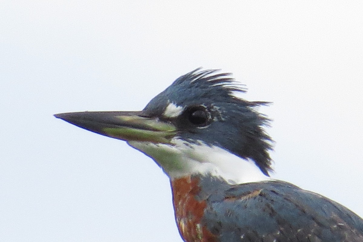 Ringed Kingfisher - Ricardo Battistino