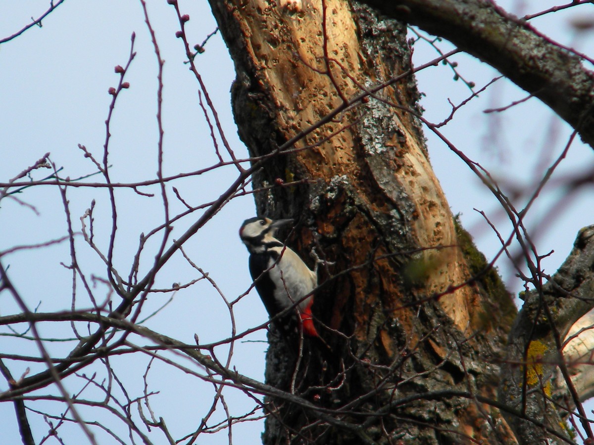 Great Spotted Woodpecker - ML147625941