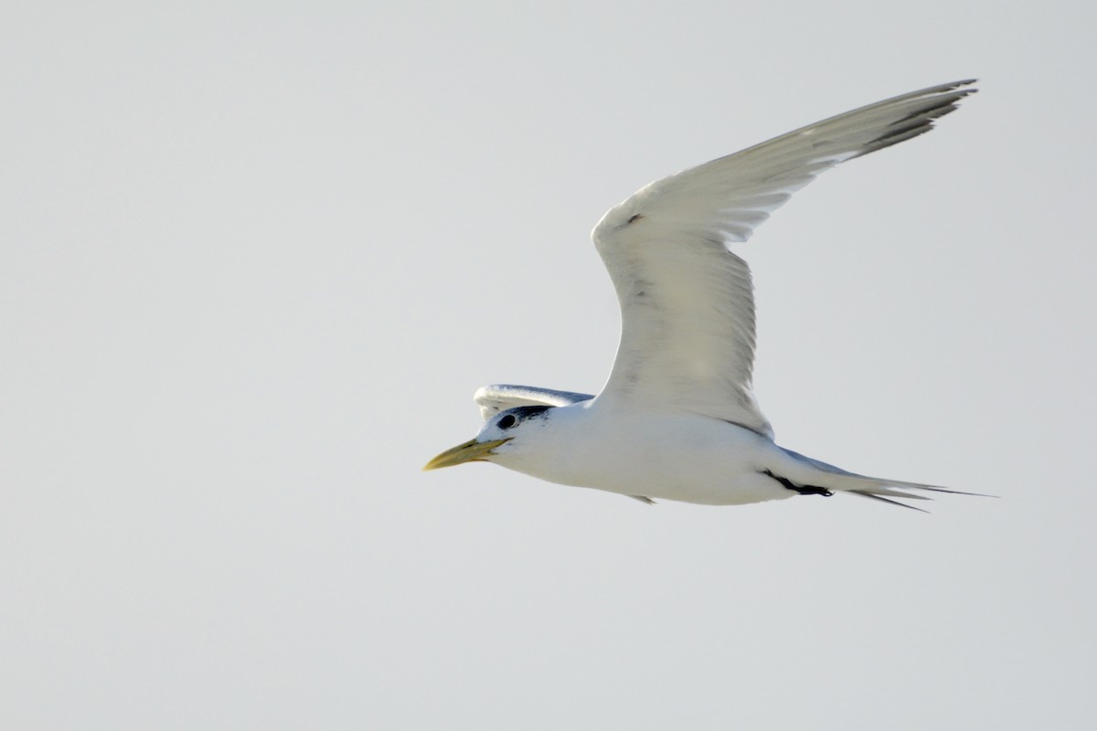 Great Crested Tern - ML147627251