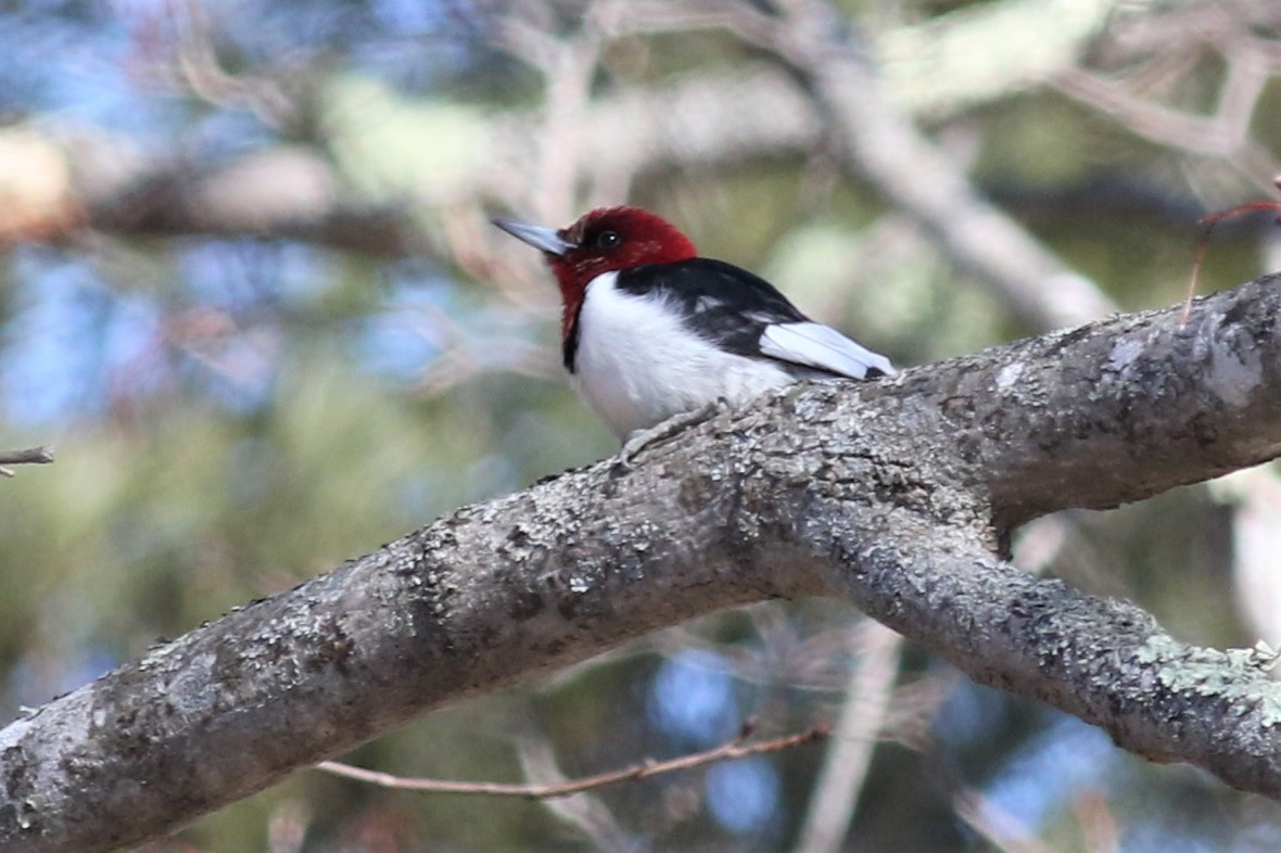 Red-headed Woodpecker - Margaret Viens