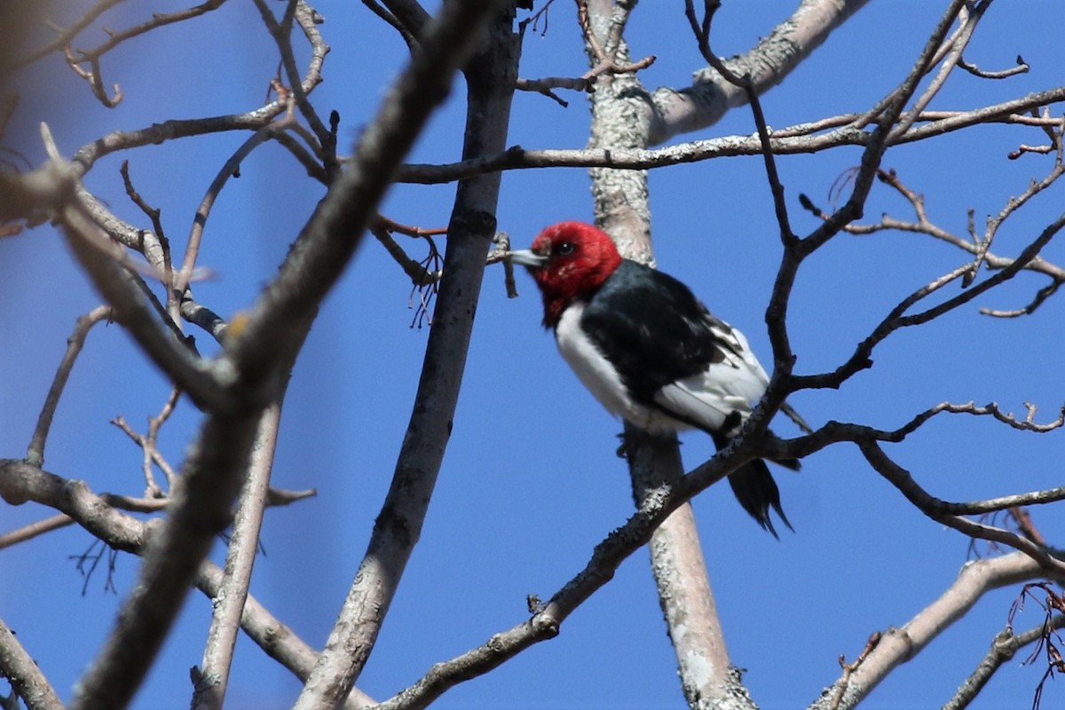 Red-headed Woodpecker - Margaret Viens