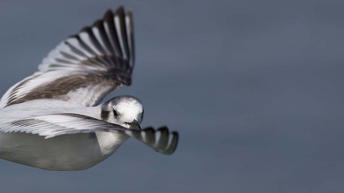 Little Gull - ML147628501