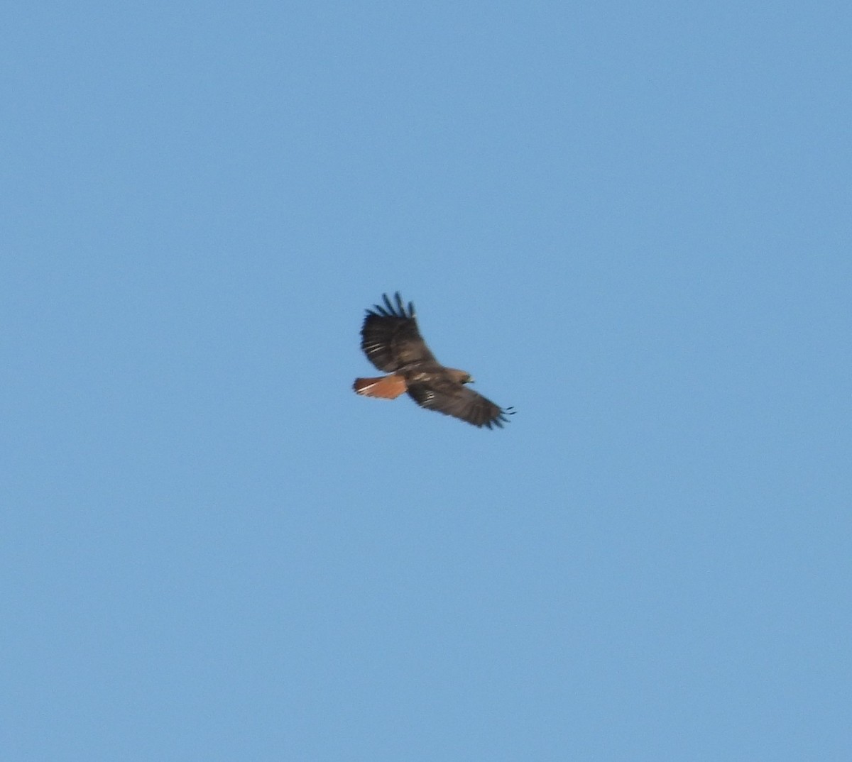 Red-tailed Hawk - ML147628801
