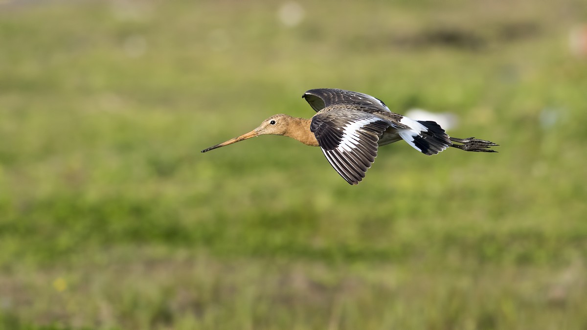 Black-tailed Godwit - ML147628881