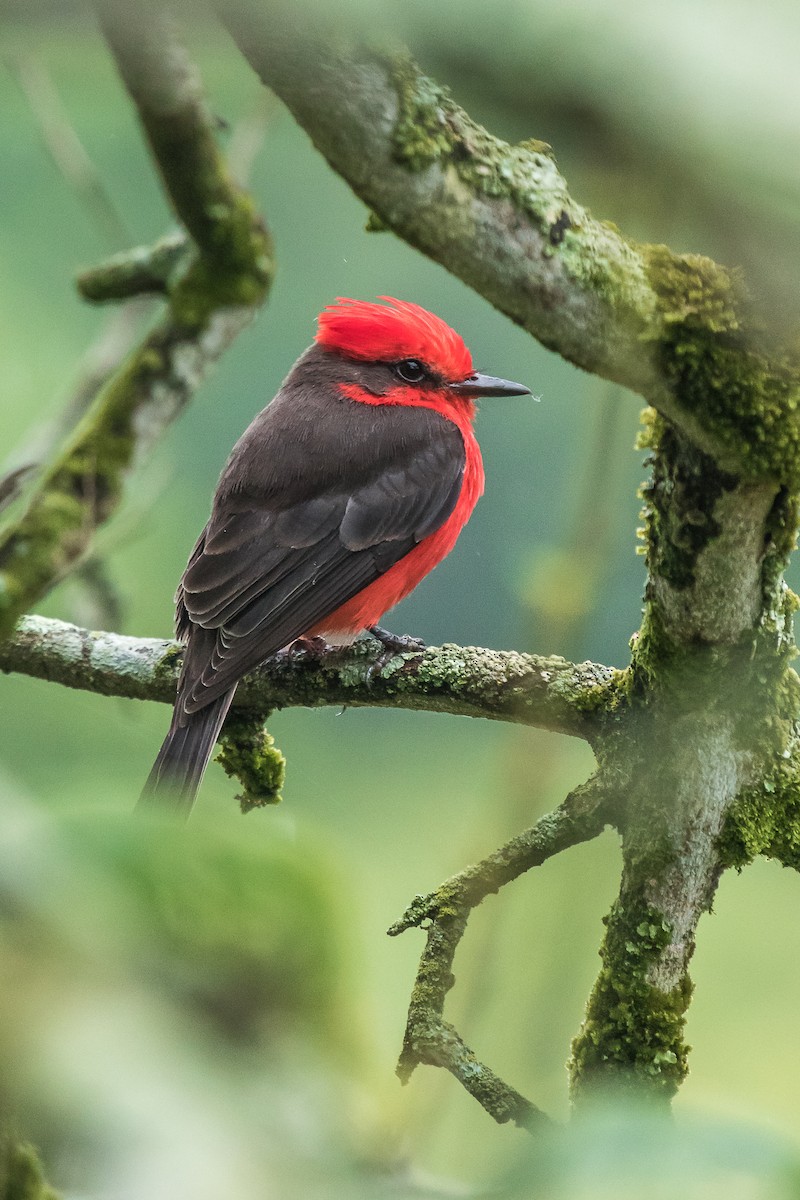 Vermilion Flycatcher - ML147630121