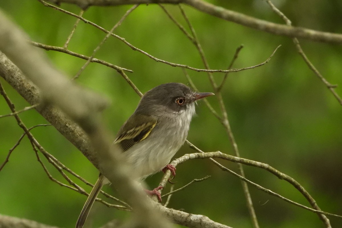 Pearly-vented Tody-Tyrant - ML147630311