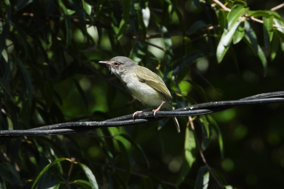 Pearly-vented Tody-Tyrant - ML147630481