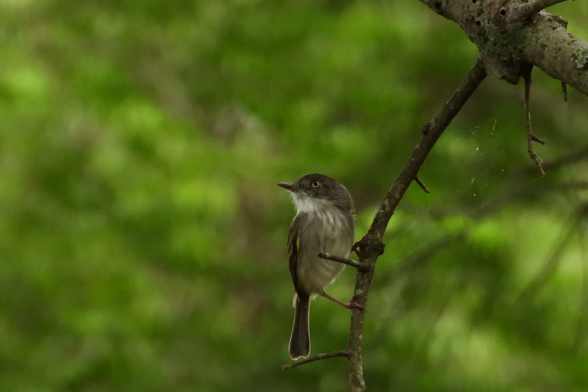 Pearly-vented Tody-Tyrant - ML147630581