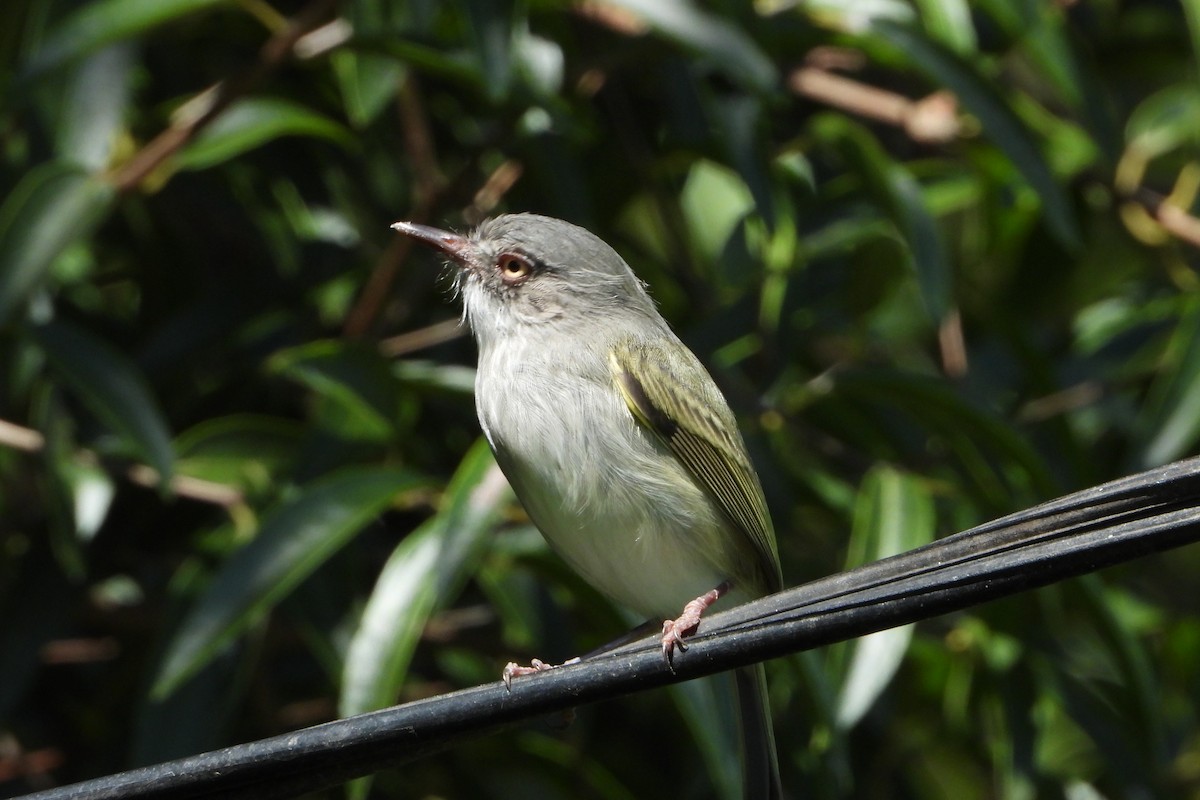 Pearly-vented Tody-Tyrant - ML147630601