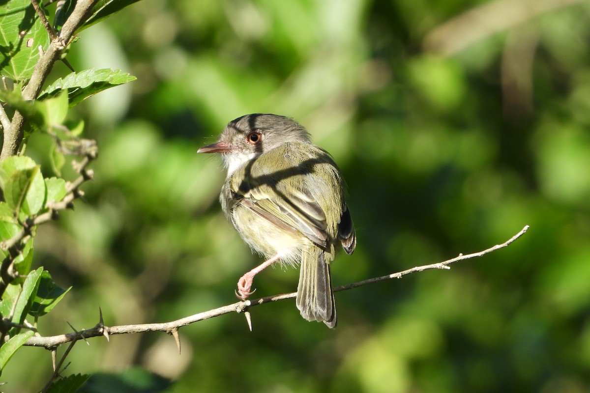 Pearly-vented Tody-Tyrant - ML147630651