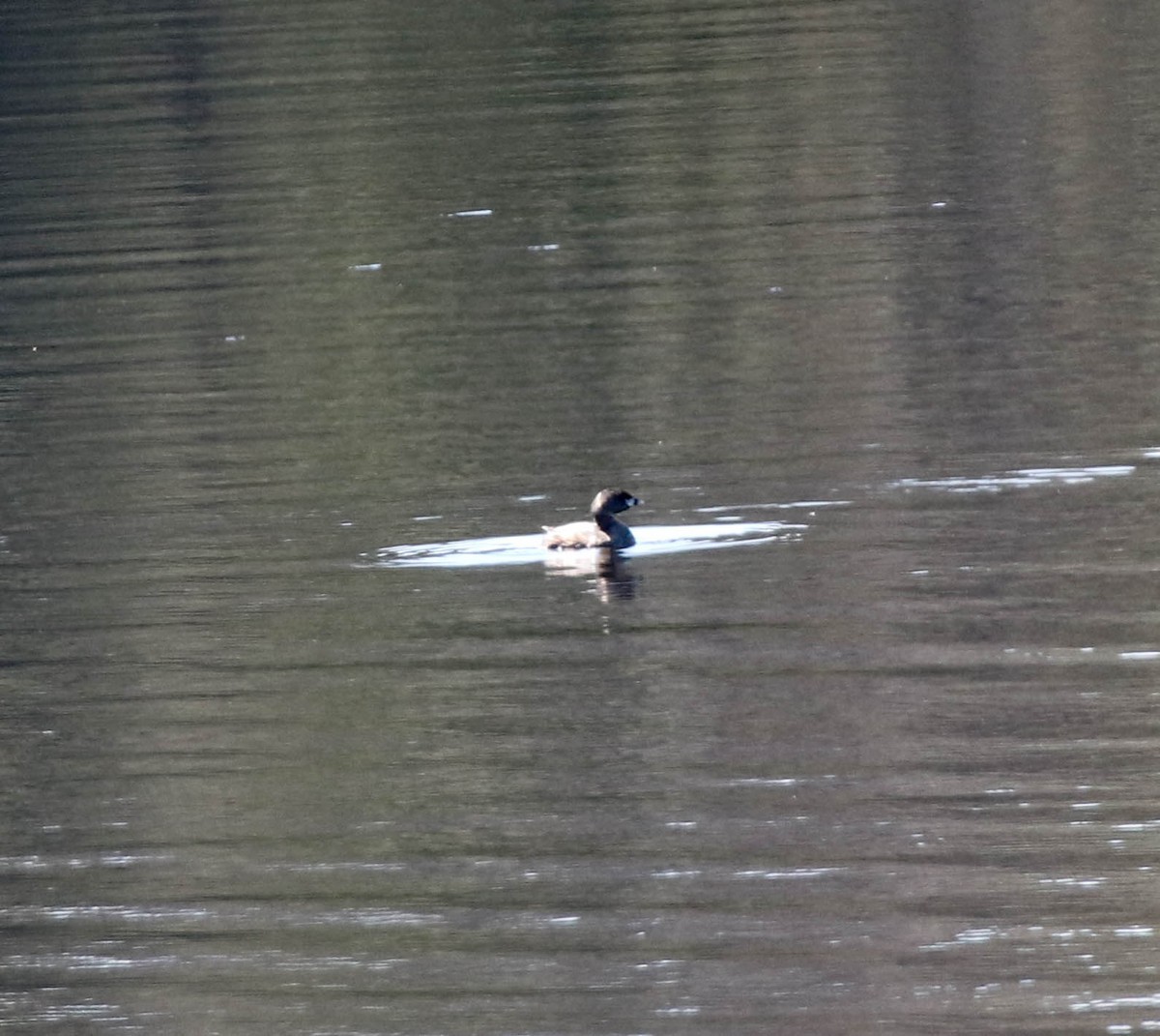 Pied-billed Grebe - ML147630721