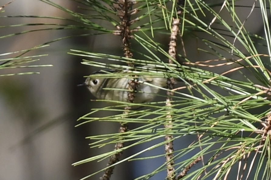 Ruby-crowned Kinglet - ML147631541